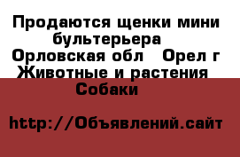 Продаются щенки мини бультерьера. - Орловская обл., Орел г. Животные и растения » Собаки   
